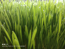 Load image into Gallery viewer, Juicing Grasses - Fresh Cut
